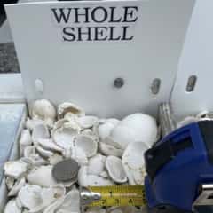 Whole Shell.